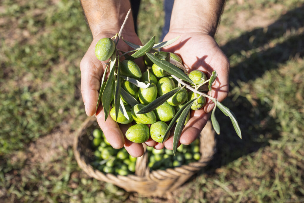 Fresh harvested olives in farmer's hands. Close up of hands with freshly harvested olives