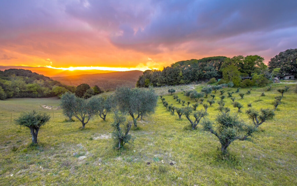 Sunset over olive grove